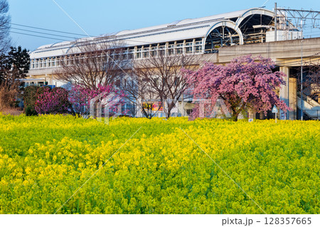 港北ニュータウン・川和町駅の菜の花畑と桜 128357665