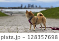 Adorable red Shiba Inu dog happily walking on lush green gras 128357698