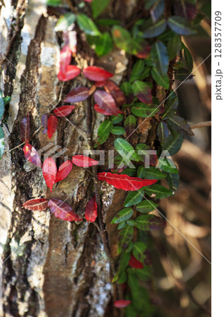 秋の森景色木の絡みつく赤と緑の葉 128357709
