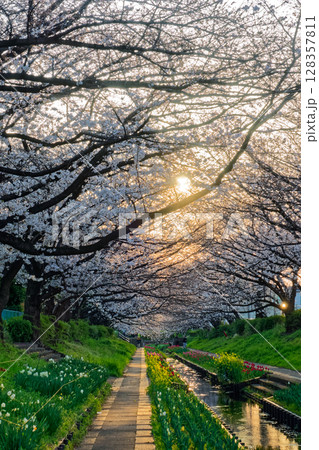 朝日差す港北ニュータウン・江川せせらぎ緑道の桜とチューリップ 128357811
