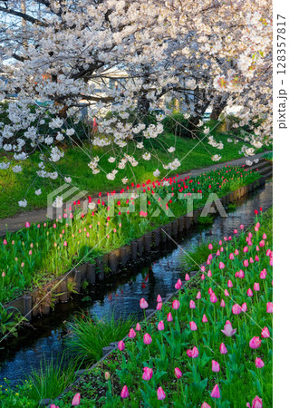 朝日差す港北ニュータウン・江川せせらぎ緑道の桜とチューリップ 朝日差す港北ニュータウン・江川せせらぎ緑道の桜とチューリップ 128357817