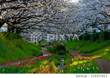 朝日差す港北ニュータウン・江川せせらぎ緑道の桜とチューリップ 128357821