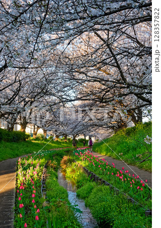 朝の港北ニュータウン・江川せせらぎ緑道の桜とチューリップ 128357822
