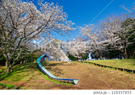 港北ニュータウン・東方公園の桜 港北ニュータウン・東方公園の桜 128357855