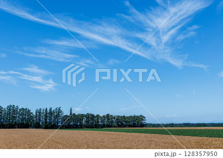 麦畑と青空 麦畑と青空 128357950