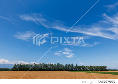 麦畑と青空 麦畑と青空 128357953