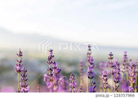 早朝のラベンダー畑 128357966
