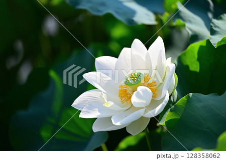 白い蓮の花 白い蓮の花 128358062