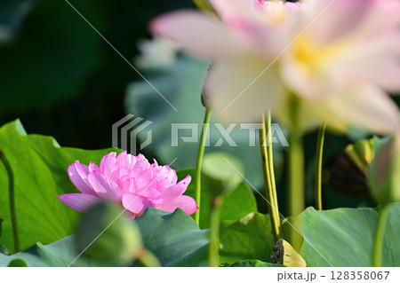 開花した蓮の花 128358067