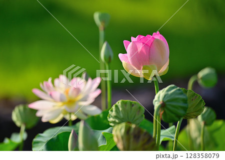ハスの花とつぼみ 128358079
