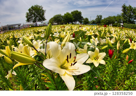 ゆりが咲き誇る”ゆりの里公園” 128358250