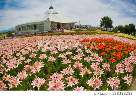 ゆりが咲き誇る”ゆりの里公園” 128358252