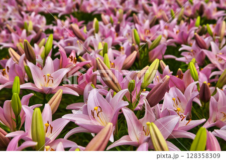 ゆりが咲き誇る”ゆりの里公園” 128358309
