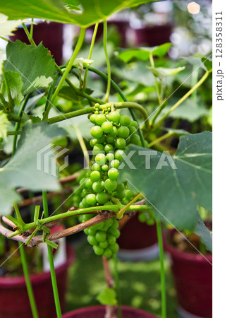 ゆりが咲き誇る”ゆりの里公園” 128358311