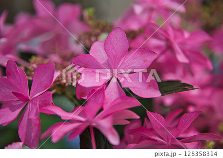 ゆりが咲き誇る”ゆりの里公園” 128358314