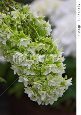 ゆりが咲き誇る”ゆりの里公園” 128358315