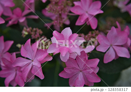 ゆりが咲き誇る”ゆりの里公園” ゆりが咲き誇る”ゆりの里公園” 128358317