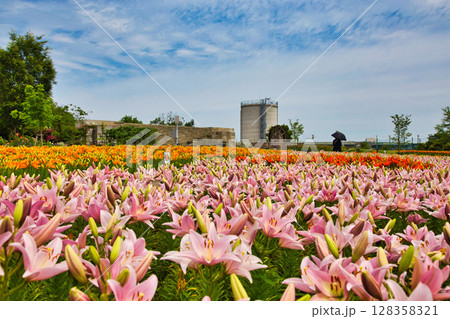 ゆりが咲き誇る”ゆりの里公園” 128358321