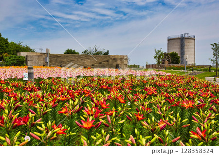 ゆりが咲き誇る”ゆりの里公園” 128358324