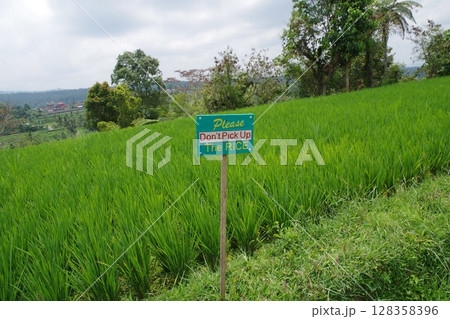 インドネシア　世界遺産バトゥカル山のスバック景観　ジャティルイの棚田 128358396
