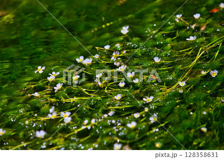 朝日に照らされた、星のような花　梅花藻 128358631