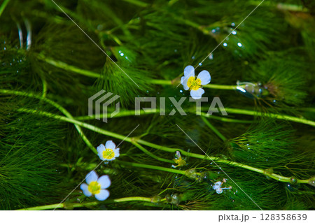 朝日に照らされた、星のような花 梅花藻 朝日に照らされた、星のような花 梅花藻 128358639