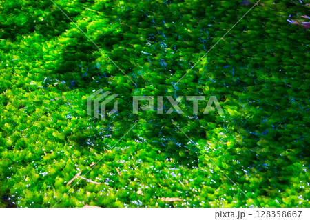 朝日に照らされた、星のような花 梅花藻 朝日に照らされた、星のような花 梅花藻 128358667