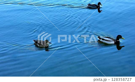 This video showcases natures beauty as three ducks swim across a tranquil lake, with gentle ripples and soothing quacks creating a peaceful vibe This video showcases natures beauty as three ducks swim across a tranquil lake, with gentle ripples and soothing quacks creating a peaceful vibe 128358727