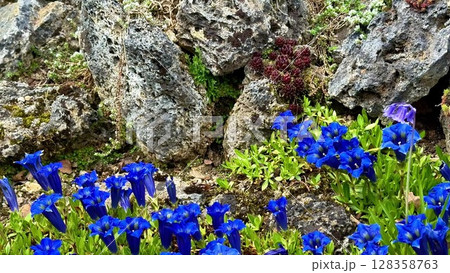 Experience the serene beauty of nature as vibrant blue flowers bloom in the grass, contrasting against a rugged rock wall and hillside Experience the serene beauty of nature as vibrant blue flowers bloom in the grass, contrasting against a rugged rock wall and hillside 128358763