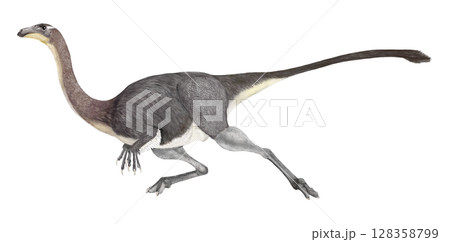 ガリミムス　ダチョウ型恐竜と呼ばれるオルミムス類に分類される。植物食の獣脚類 128358799