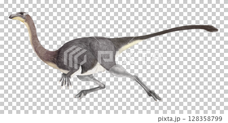ガリミムス　ダチョウ型恐竜と呼ばれるオルミムス類に分類される。植物食の獣脚類 128358799