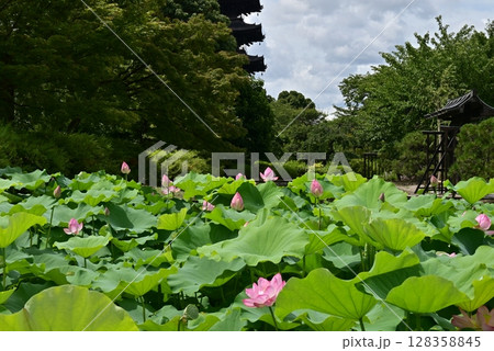 東寺 128358845