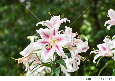 ユリ「フロンテラ」　Lilium Frontera 128358847