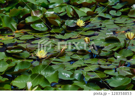 淵龍の池から睡蓮とえちぜん鉄道を見る 淵龍の池から睡蓮とえちぜん鉄道を見る 128358853
