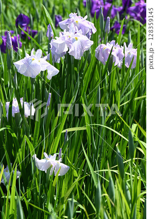 朝日の空・花菖蒲 128359145