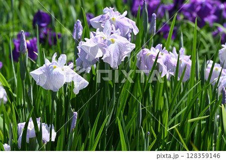 朝日の空・花菖蒲 朝日の空・花菖蒲 128359146