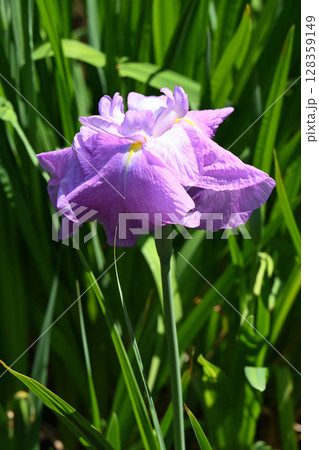 不知火・花菖蒲 128359149