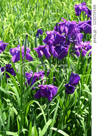 旭丸・花菖蒲 旭丸・花菖蒲 128359166