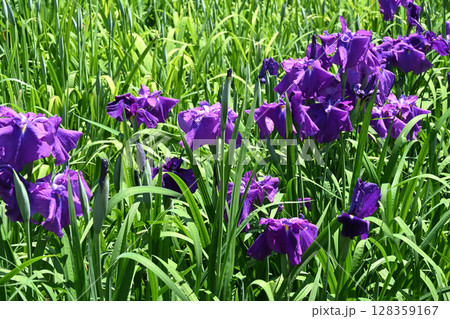 旭丸・花菖蒲 旭丸・花菖蒲 128359167