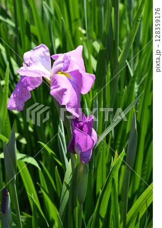 紅の糸・花菖蒲 128359176