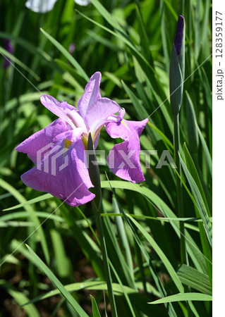 紅の糸・花菖蒲 紅の糸・花菖蒲 128359177