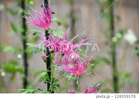 嵯峨菊　Saga Chrysanthemum 128359178