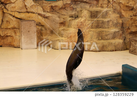 華麗にジャンプするアシカの決定的瞬間 128359229