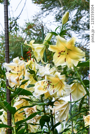 リリウム・コンカドール Lilium Concador(Oriental lily 'Concado リリウム・コンカドール Lilium Concador(Oriental lily 'Concado 128359304