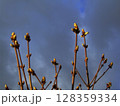 Budding branches stretch upward against a backdrop of dark clouds, capturing the essence of early spring. Nature awakens as new life emerges, promising warmer days ahead. 128359334