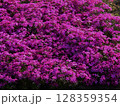 Vibrant purple flowers blooming abundantly in a sunny garden during spring season. High quality photo 128359354