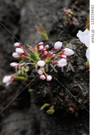 弘前公園外濠の胴吹き桜（弘前市） 128359482