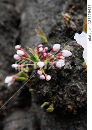 弘前公園外濠の胴吹き桜(一部咲き) 弘前公園外濠の胴吹き桜(一部咲き) 128359483