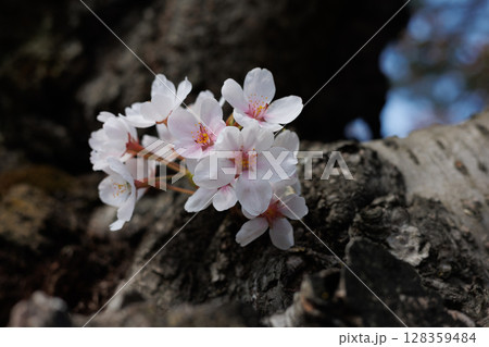 弘前公園外濠の胴吹き桜（8部咲き） 128359484