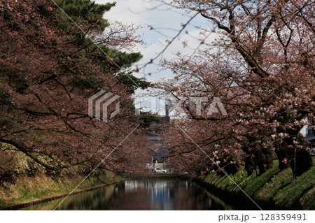 弘前公園外濠の桜（咲き始め） 128359491